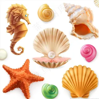 扇贝图片