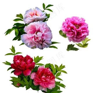 牡丹花图片 牡丹花图片