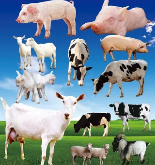 猪牛羊图片