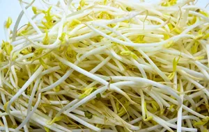 绿豆芽图片
