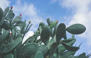 仙人掌仙人掌花图片