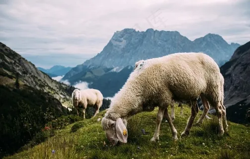 绵羊图片