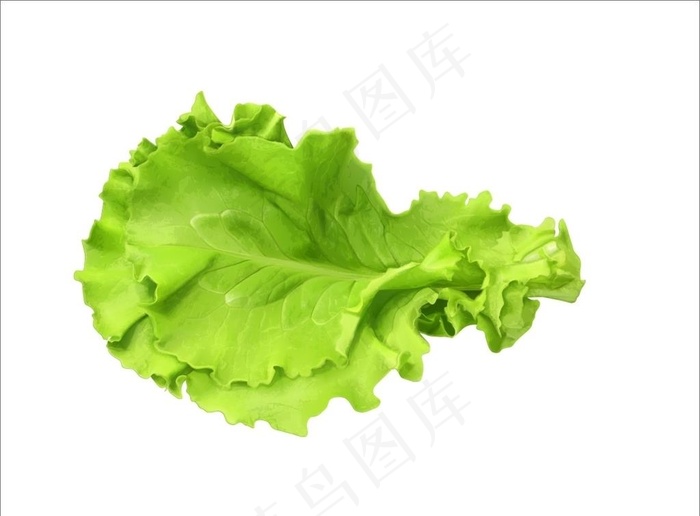 生菜图片cdr矢量模版下载
