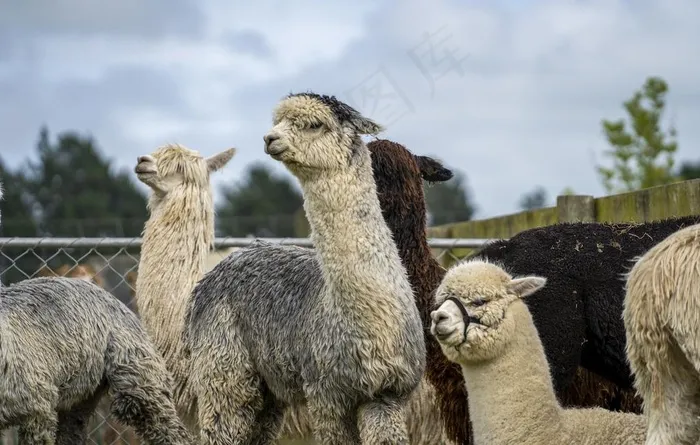 羊驼图片