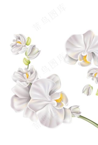 花朵花卉植物图片