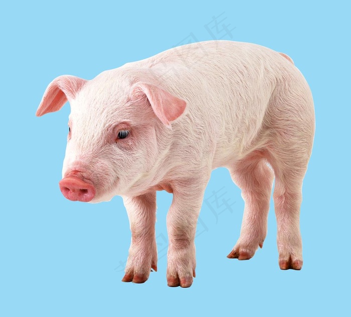 猪图片