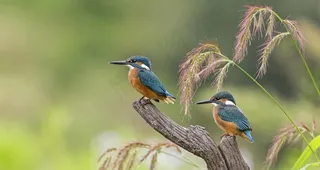 自然美景翠鸟图片