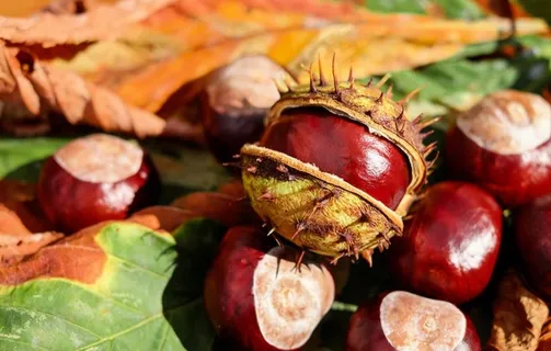 板栗图片 板栗图片