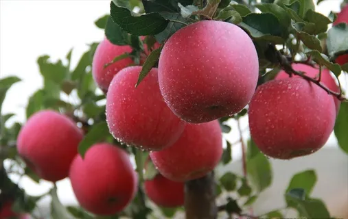 静宁苹果 果园 苹果树 红苹果图片 静宁苹果 果园 苹果树 红苹果图片
