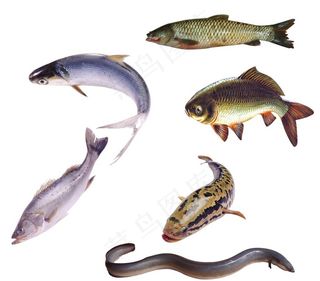 鱼图片