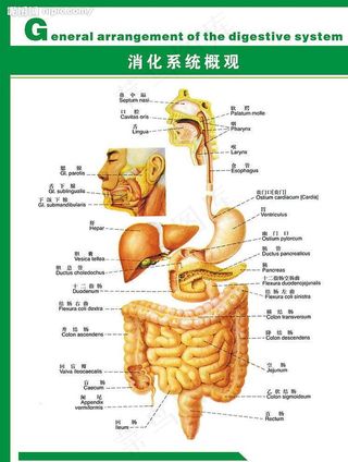 人体科普 消化系统图片