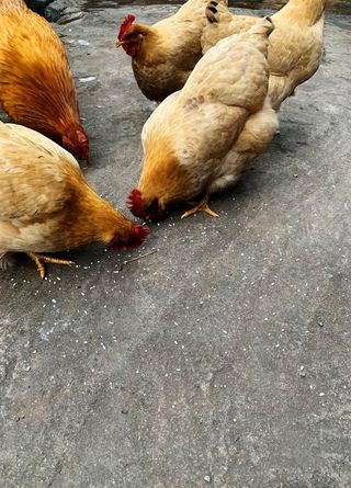 鸡吃米图片