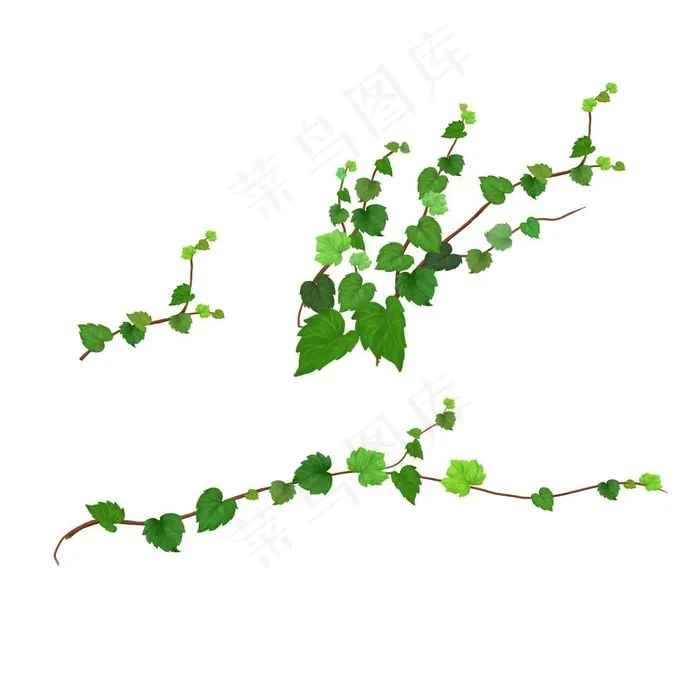 藤蔓 花藤图片
