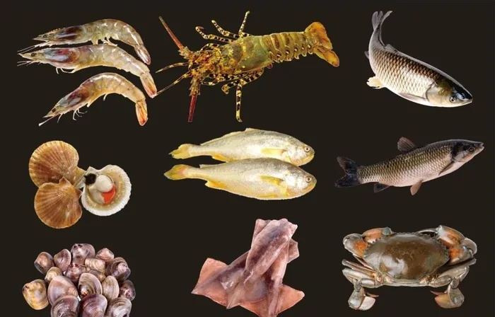 海鲜类鱼类素材图片cdr矢量模版下载