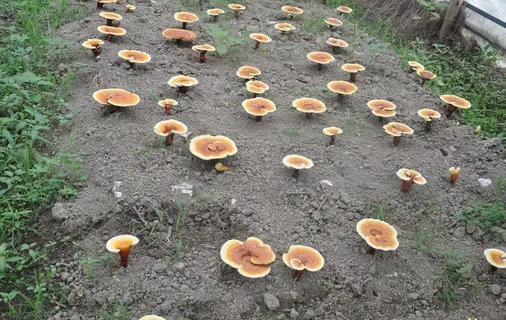 灵芝大棚照片图片 灵芝大棚照片图片