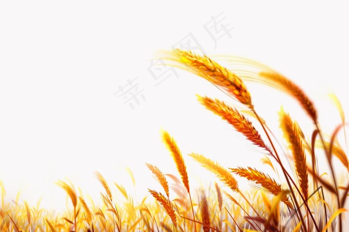 麦穗图片psd模版下载