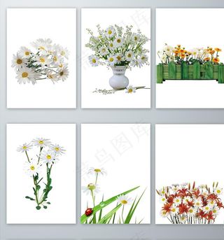 免抠图元素菊花PNG图片