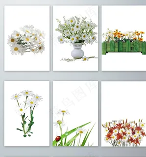 免抠图元素菊花PNG图片 免抠图元素菊花PNG图片