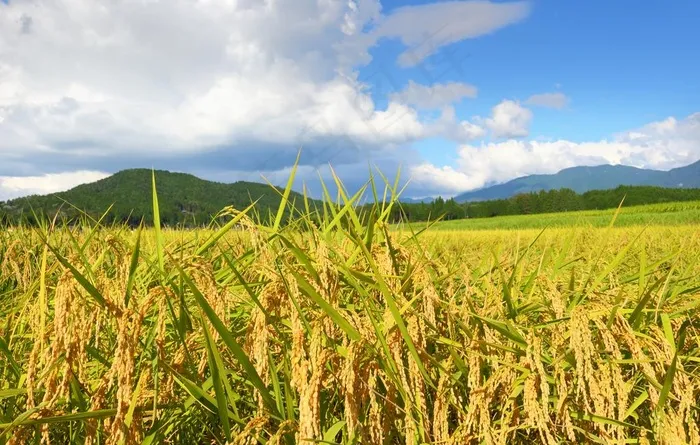 水稻图片