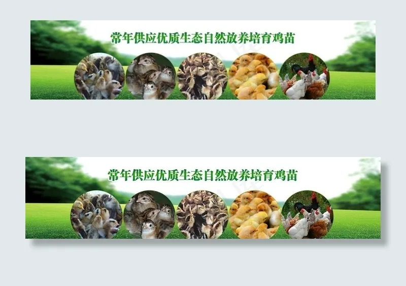 鸡苗海报图片psd模版下载