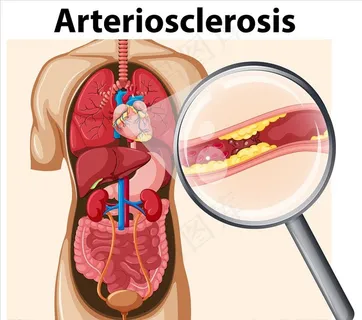 人体结构图图片