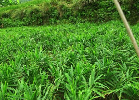 生姜种植地图片