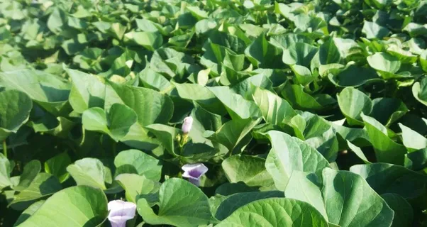 地瓜叶图片 地瓜叶图片