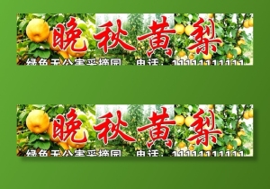晚秋黄梨图片