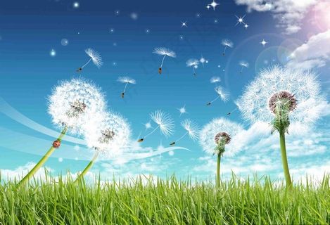 蓝天白云蒲公英图片