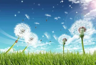 蓝天白云蒲公英图片
