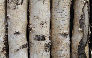 白桦树木墙图片