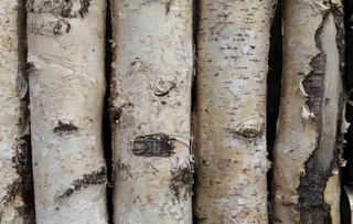 白桦树木墙图片