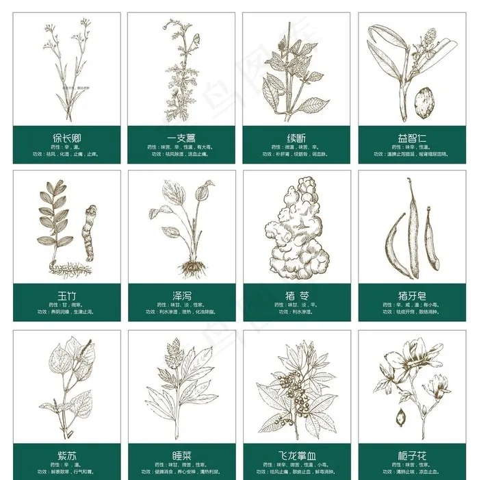 中草药手绘图片ai矢量模版下载