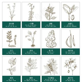 中草药手绘图片
