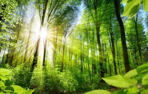透过阳光的森林图片 透过阳光的森林图片