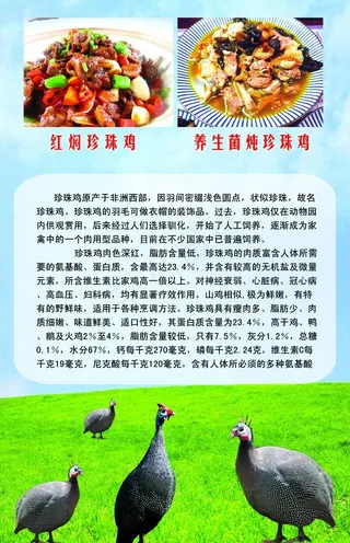 珍珠鸡的使用价值图片