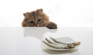偷吃鱼的猫图片