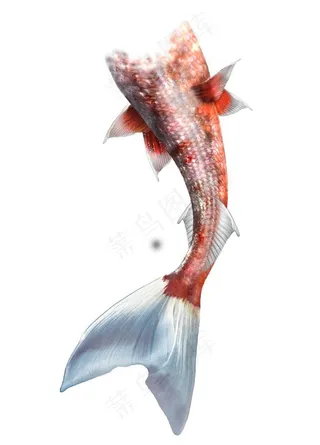 美人鱼尾巴图片