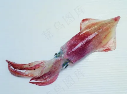 墨鱼图片 墨鱼图片