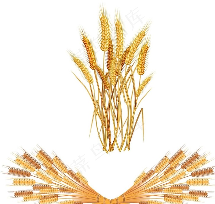 麦穗图片cdr矢量模版下载