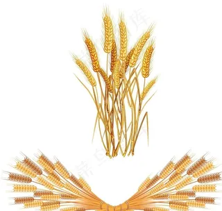 麦穗图片