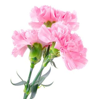 粉色康乃馨花朵素材