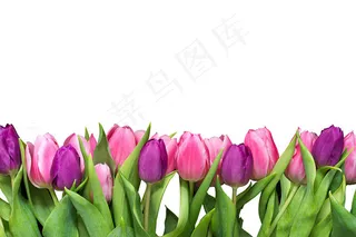 鲜花花语郁金香浪漫芬芳母亲节情人节png素材