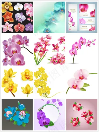 玉兰花花朵矢量