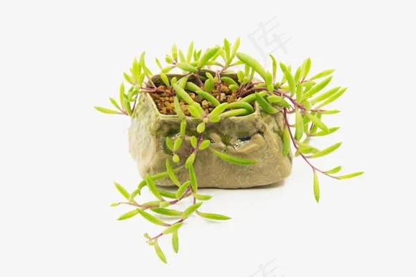 小清新多肉植物