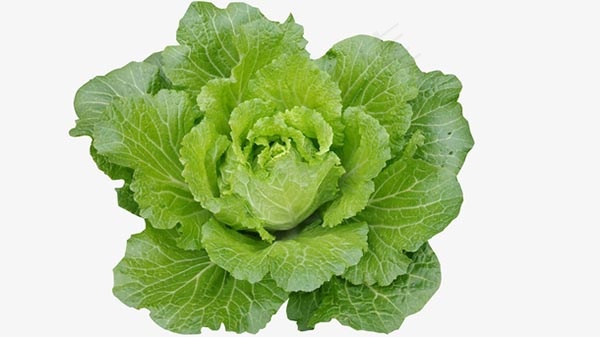 白菜