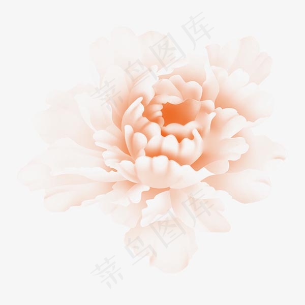 牡丹花