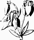 花朵鲜花_1172eps,ai矢量模版下载