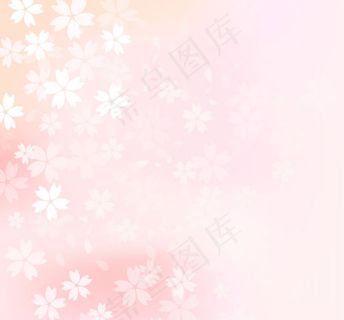 雅樱花花朵背景