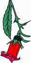花朵鲜花_213eps,ai矢量模版下载